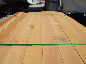 ������ Douglas Fir