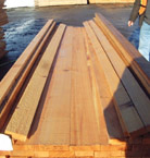 ������ɼ Sitka Spruce