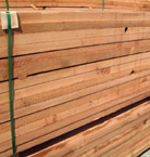 ������ѩ�� Western Red Cedar